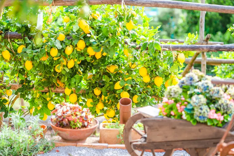 Cosa visitare sentiero dei limoni costiera amalfitana 3